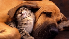 Pet 